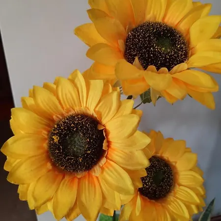 Sunflower Sea View With Magnificent Terrace In Serra Da Pescaria, - Portugal Feriehus *